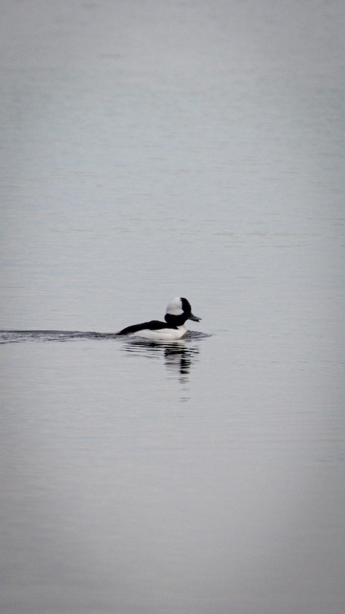 Bufflehead - ML628060736