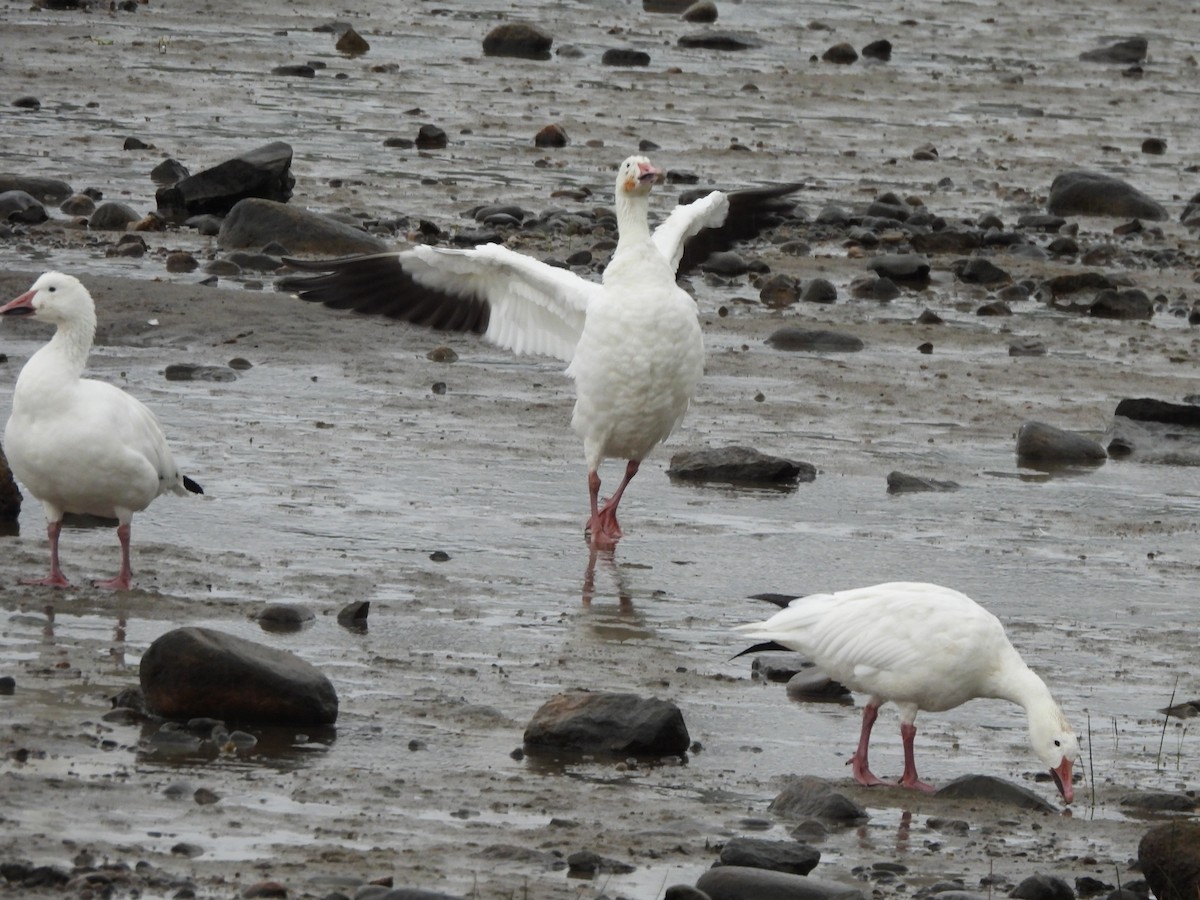 Snow Goose - ML628060737