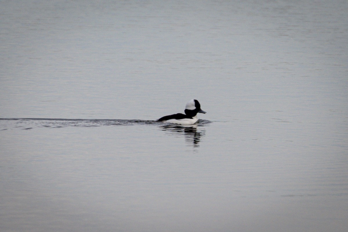 Bufflehead - ML628060738