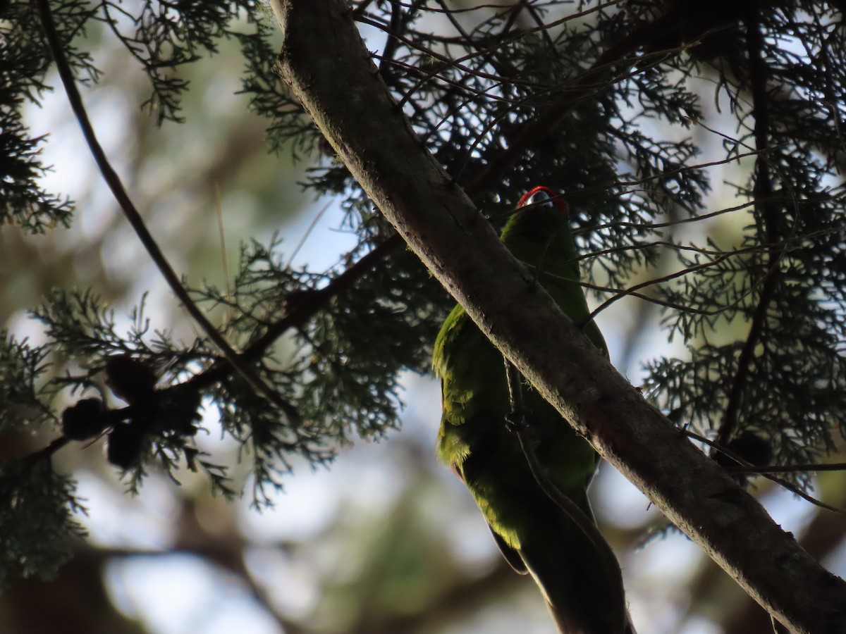 Red-crowned Parakeet - ML628060749