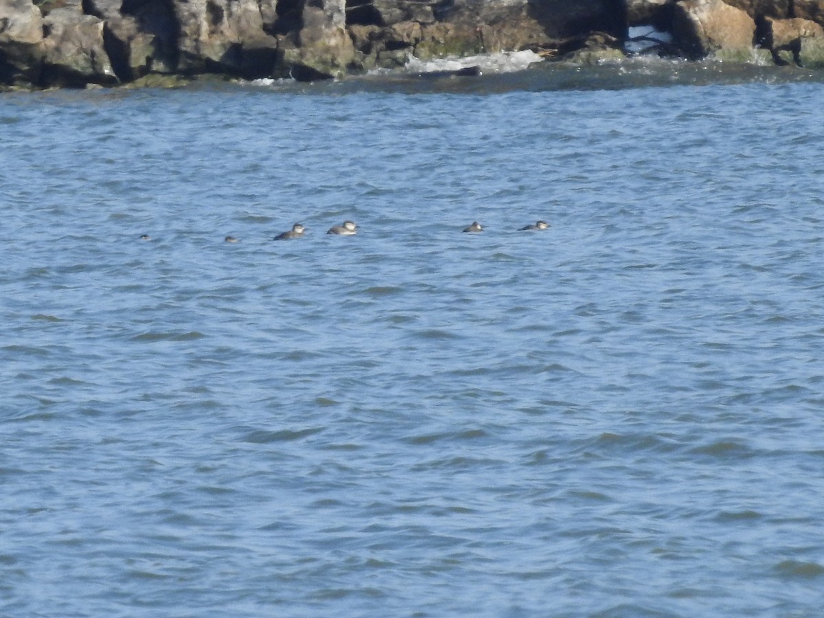 Ruddy Duck - ML628060750