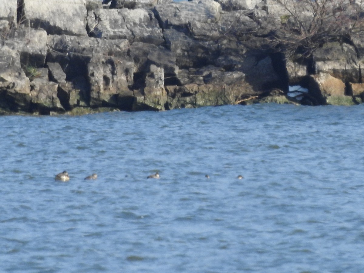 Ruddy Duck - ML628060751