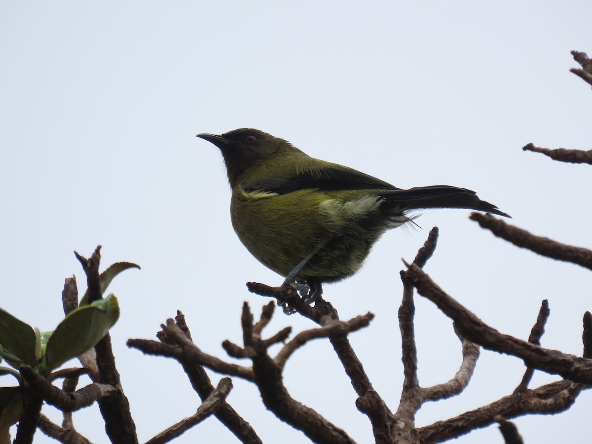 New Zealand Bellbird - ML628060752