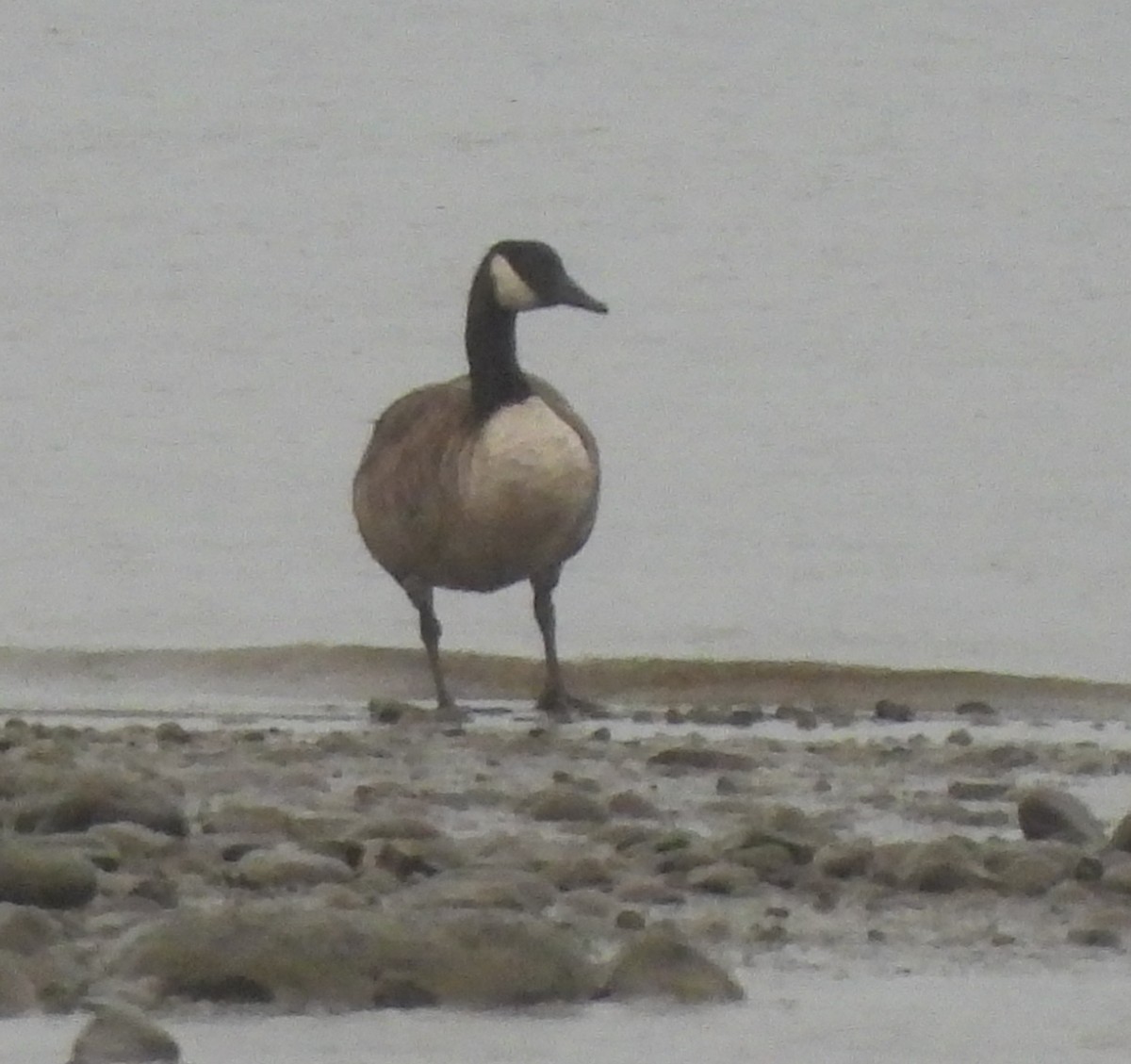 Canada Goose - ML628060755