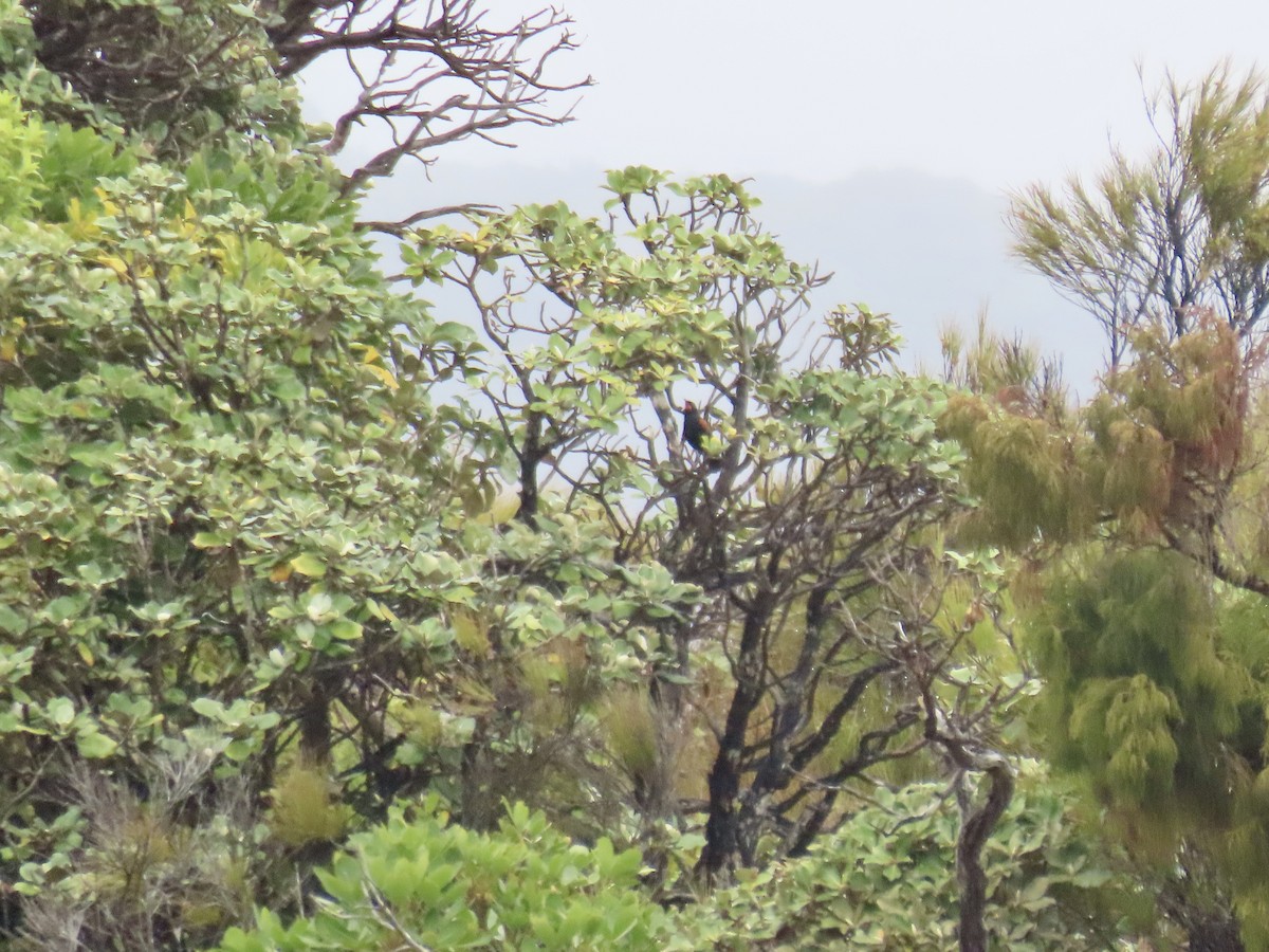 South Island Saddleback - ML628060760