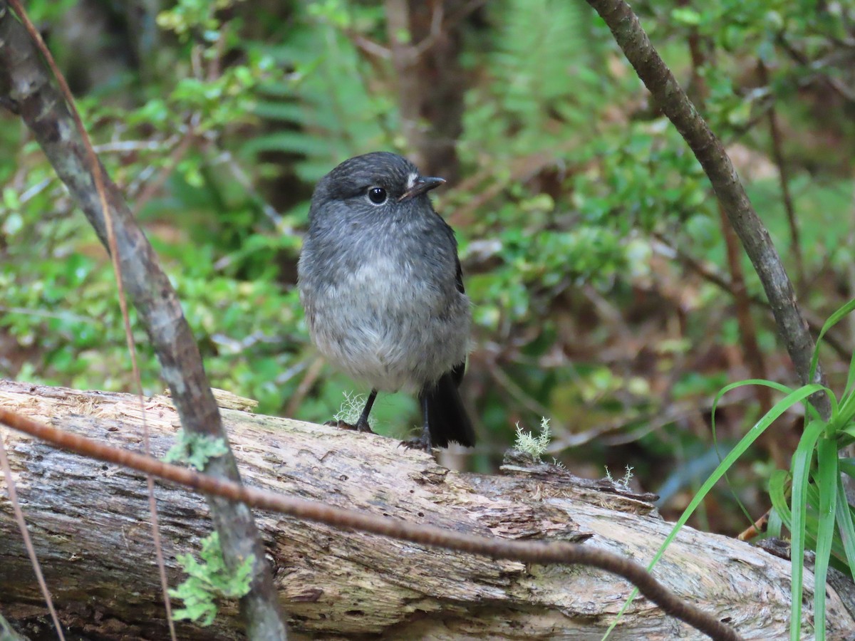 South Island Robin - ML628060777