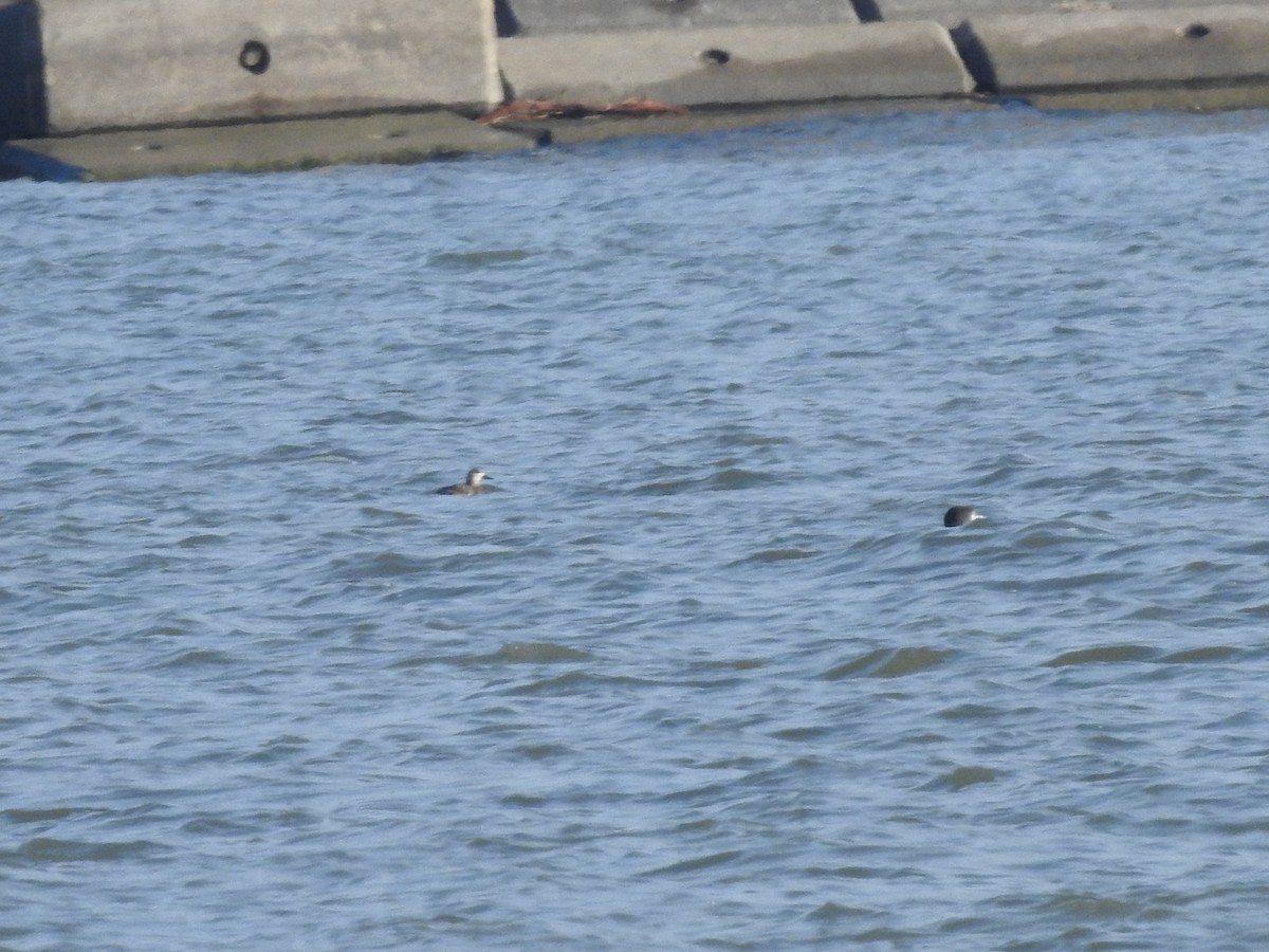 Ruddy Duck - ML628060784