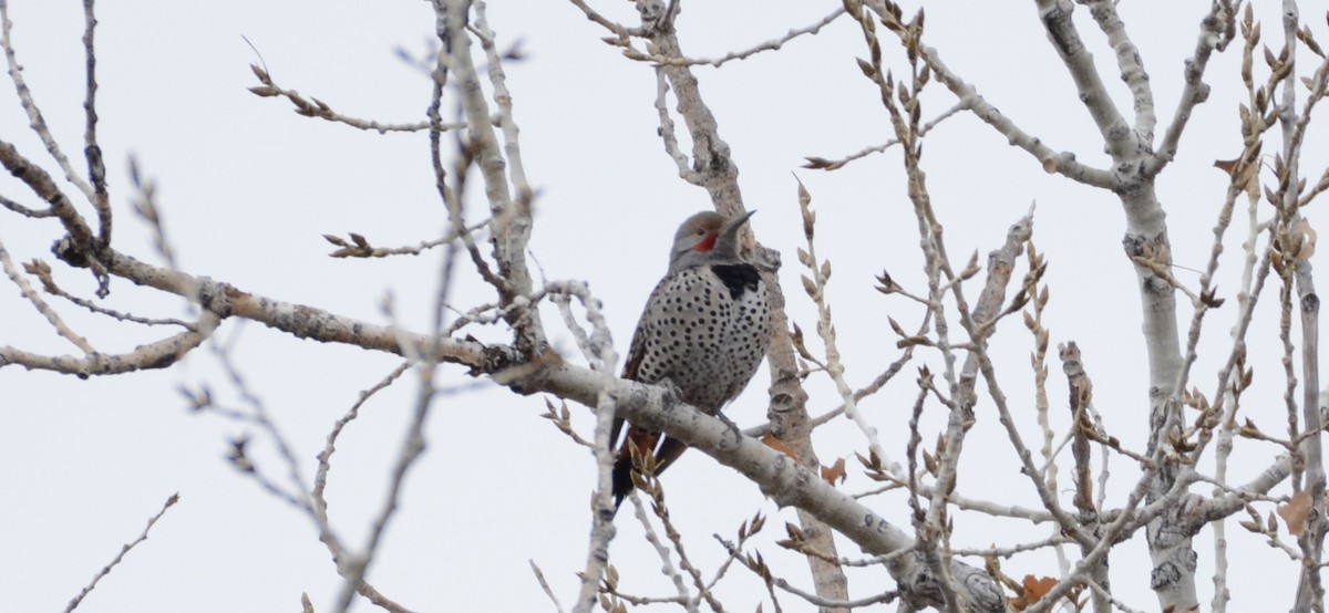 Northern Flicker - ML628060791