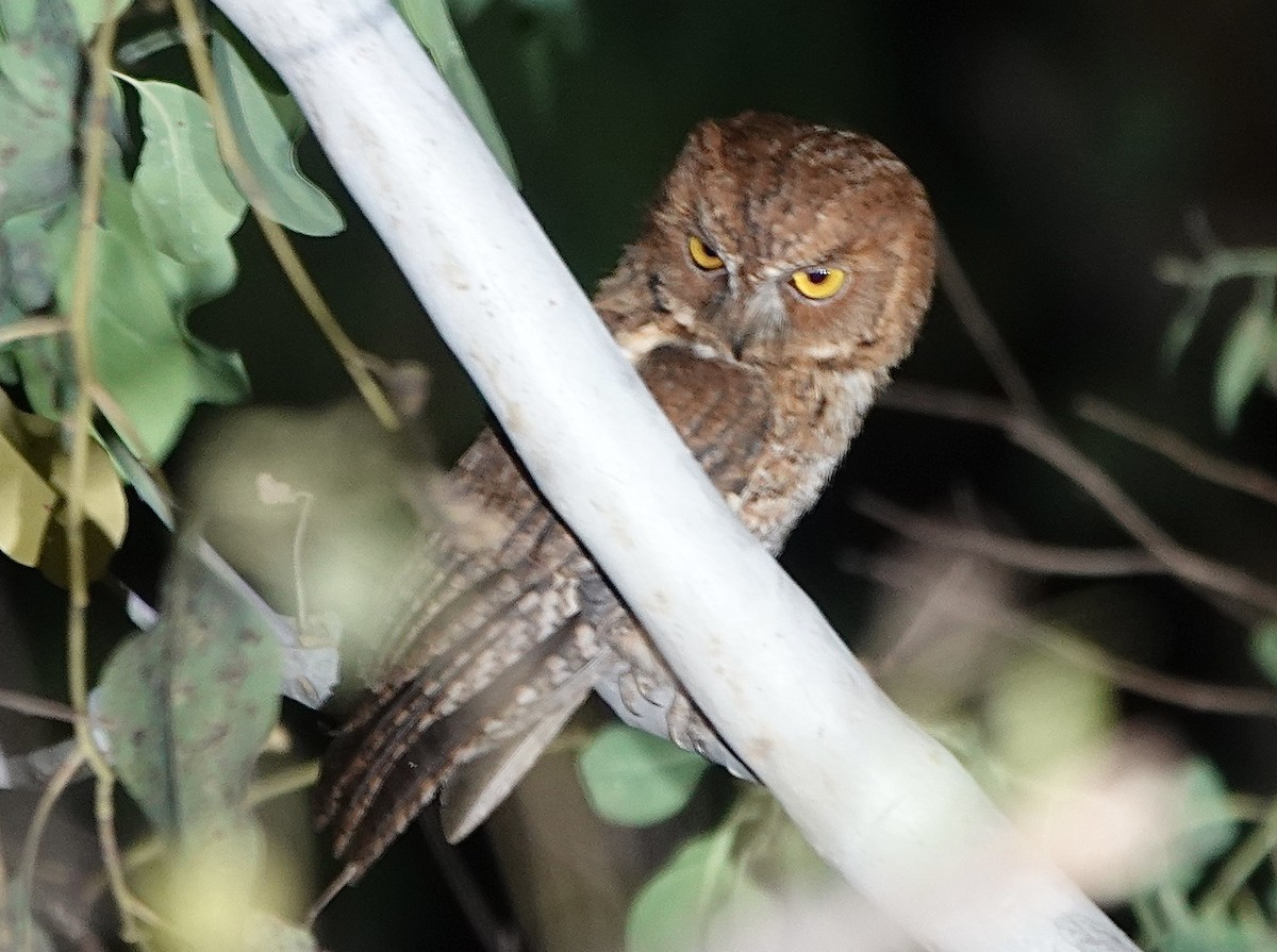 Autillo Moluqueño (tempestatis) - ML628060800