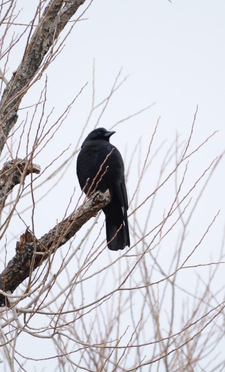 American Crow - ML628060814