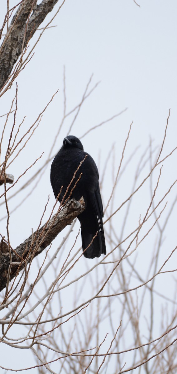 American Crow - ML628060815