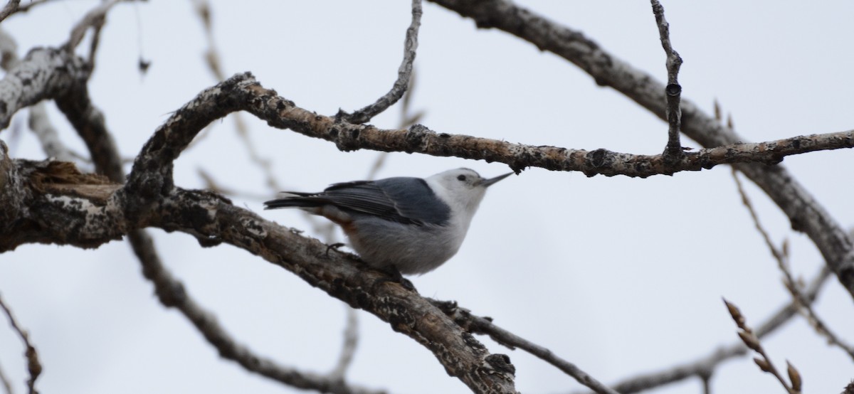 White-breasted Nuthatch - ML628060834