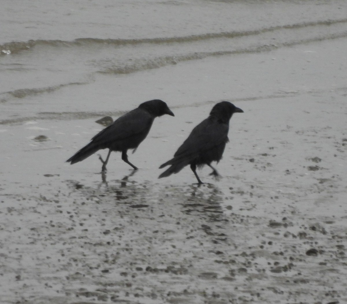 American Crow - ML628060839