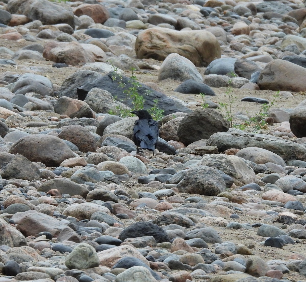 American Crow - ML628060840