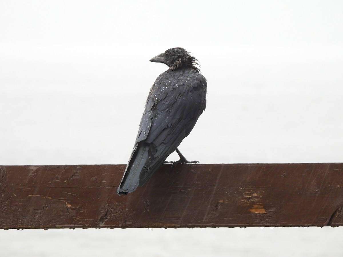 American Crow - ML628060841