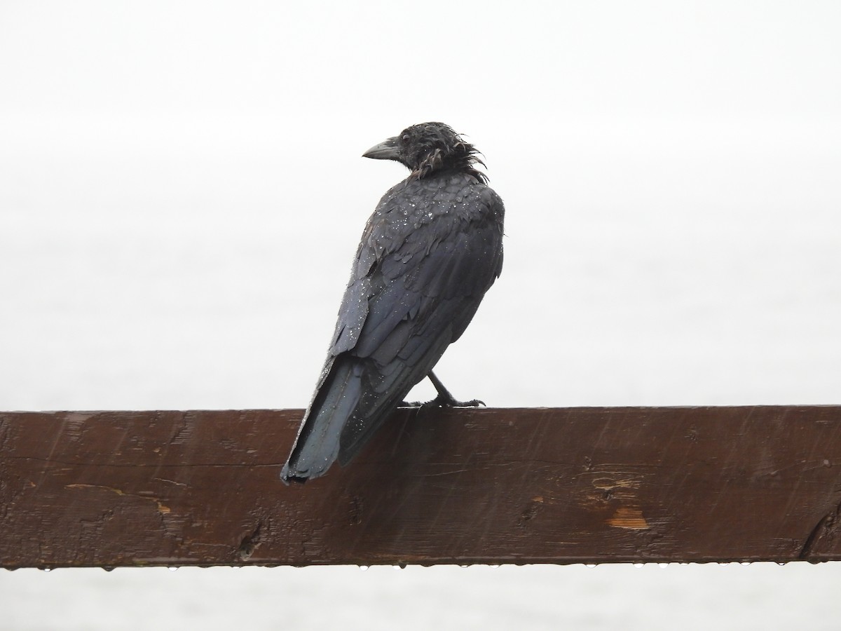 American Crow - ML628060842