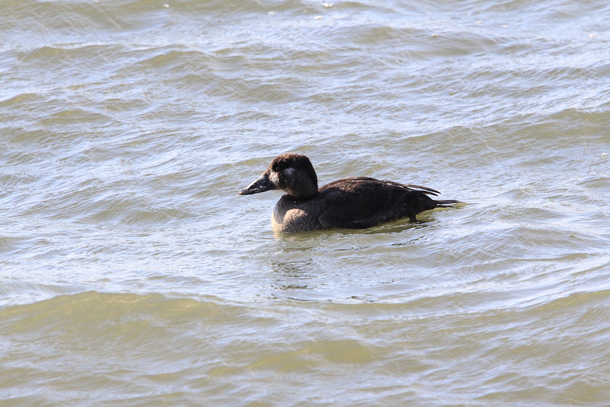 Anatidae sp. - ML628060846