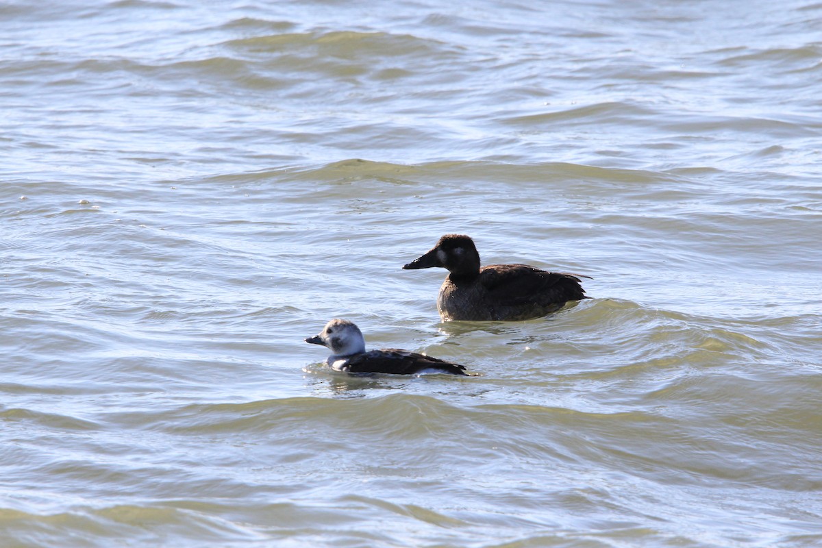 Anatidae sp. - ML628060847