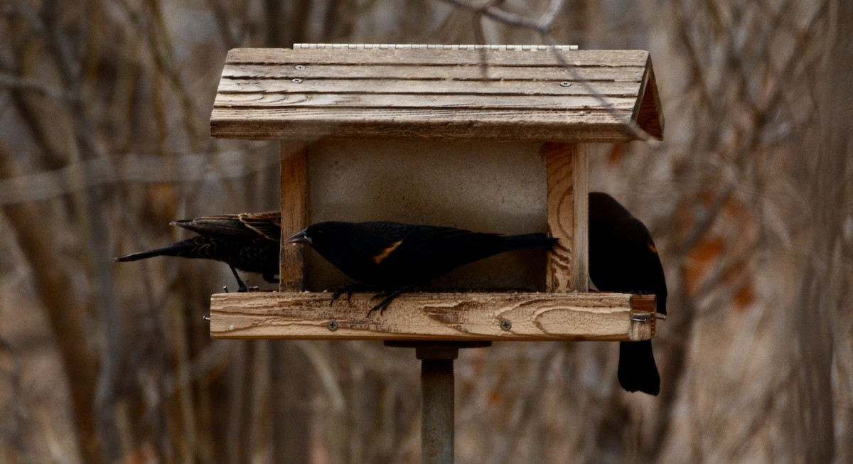 Red-winged Blackbird - ML628060860