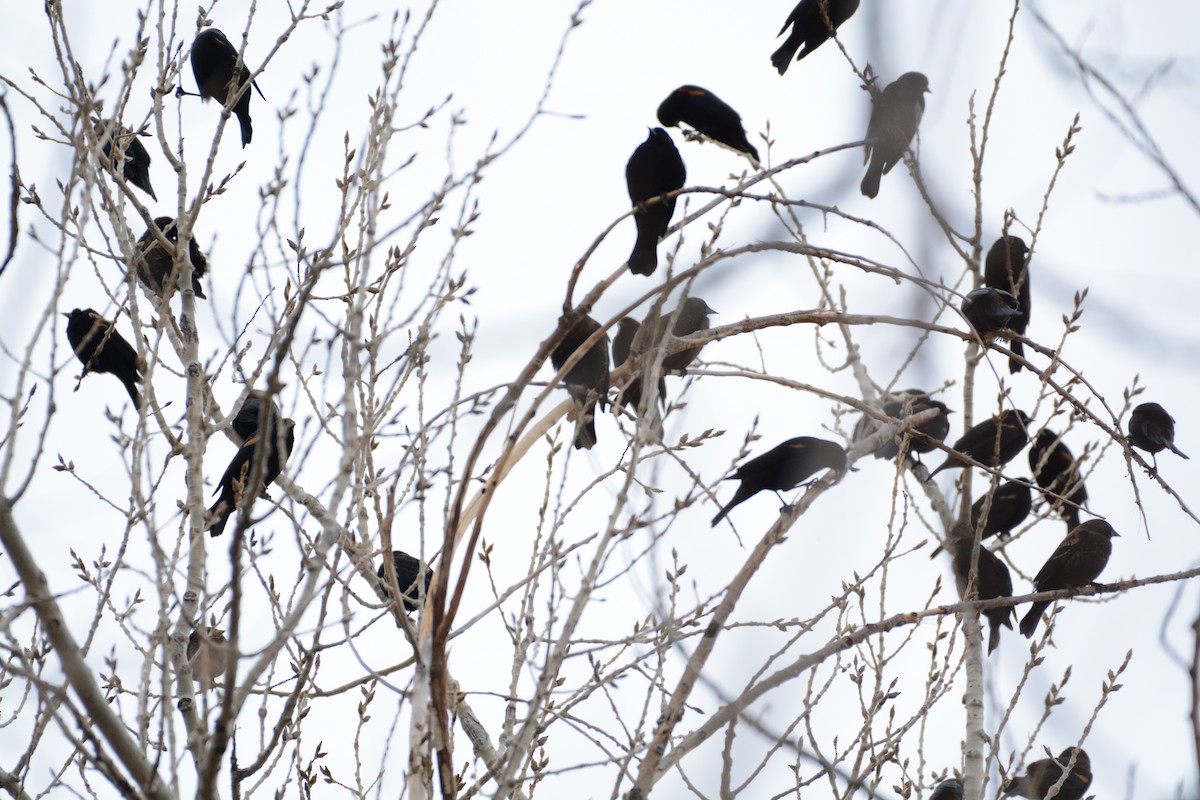 Red-winged Blackbird - ML628060861