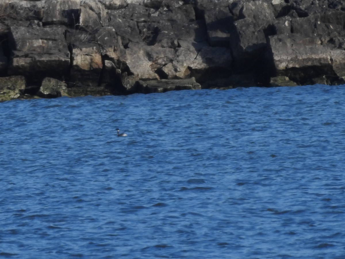 Horned Grebe - ML628060870