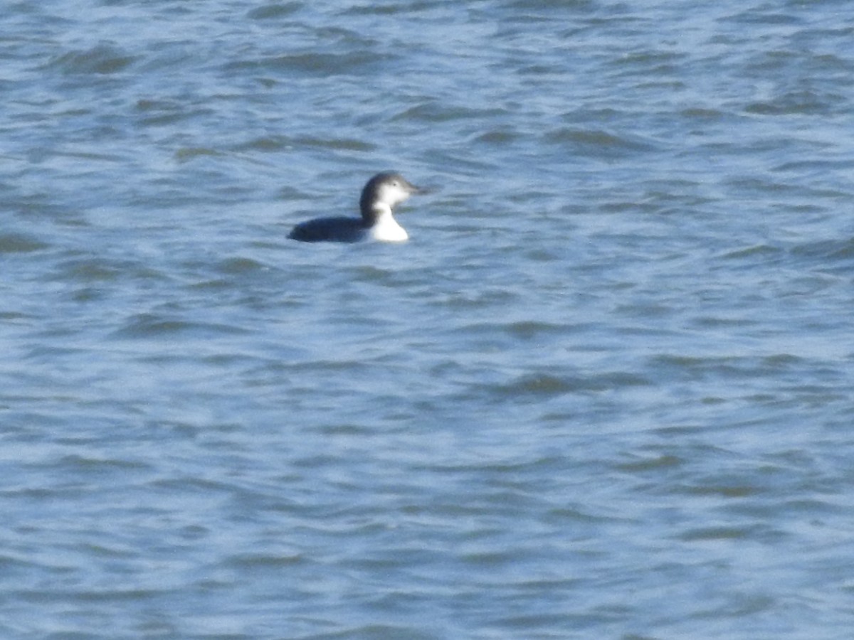 Common Loon - ML628060877