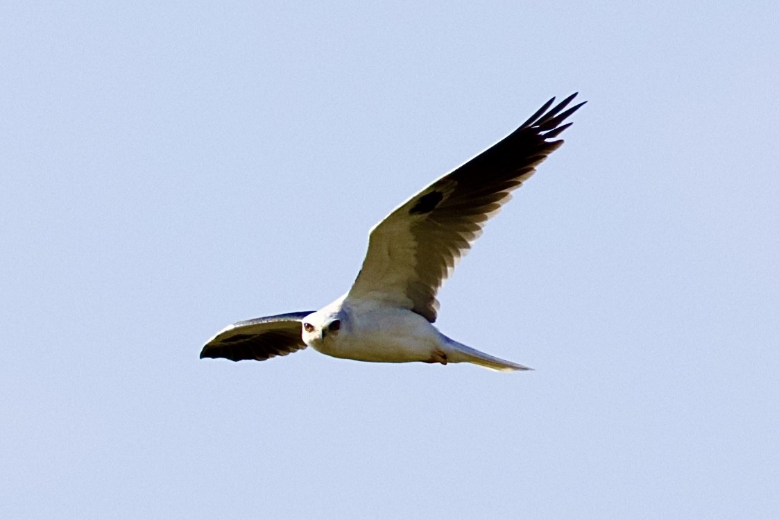 White-tailed Kite - ML628060883