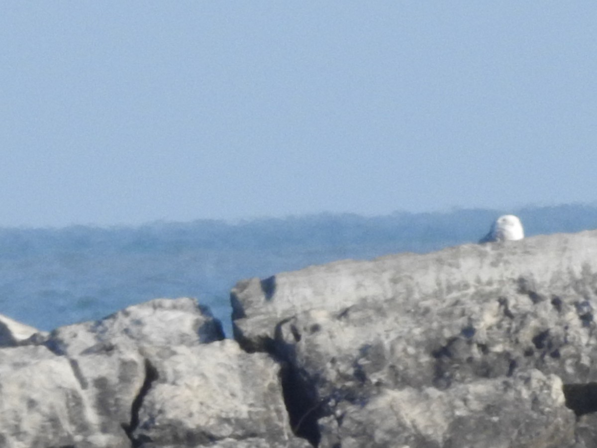 Snowy Owl - ML628060899