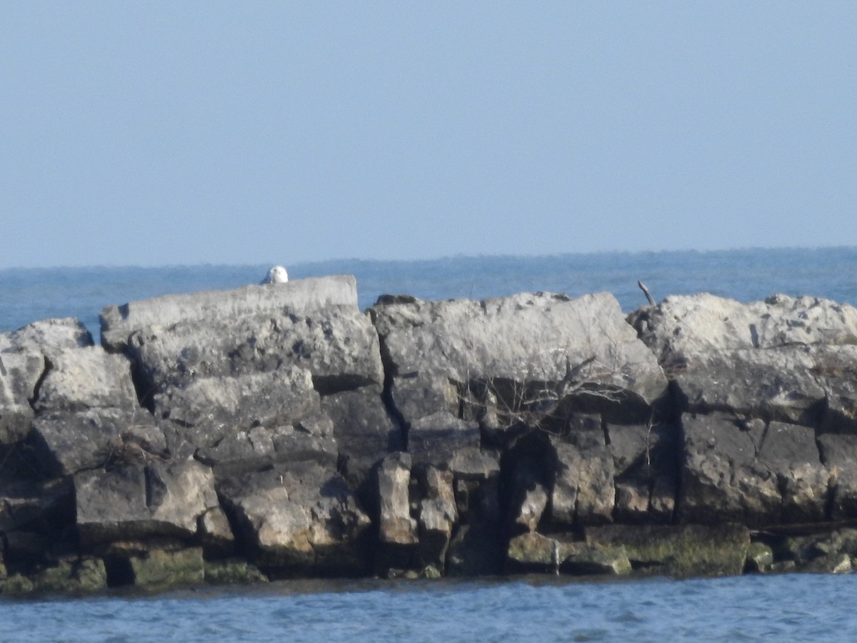 Snowy Owl - ML628060900