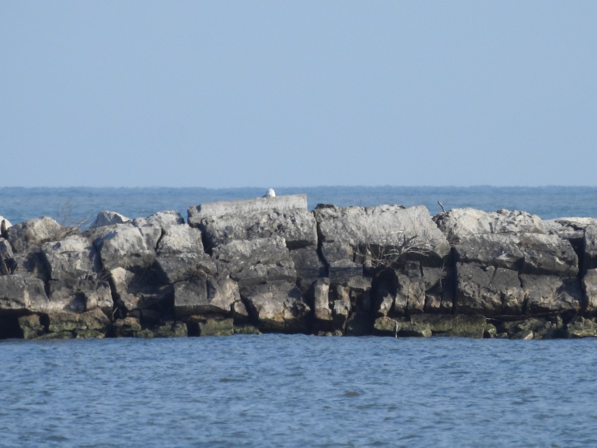 Snowy Owl - ML628060902