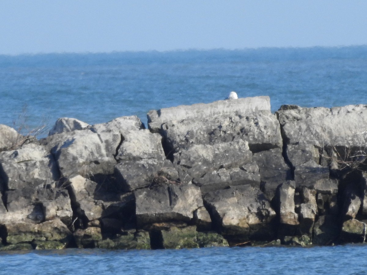 Snowy Owl - ML628060903