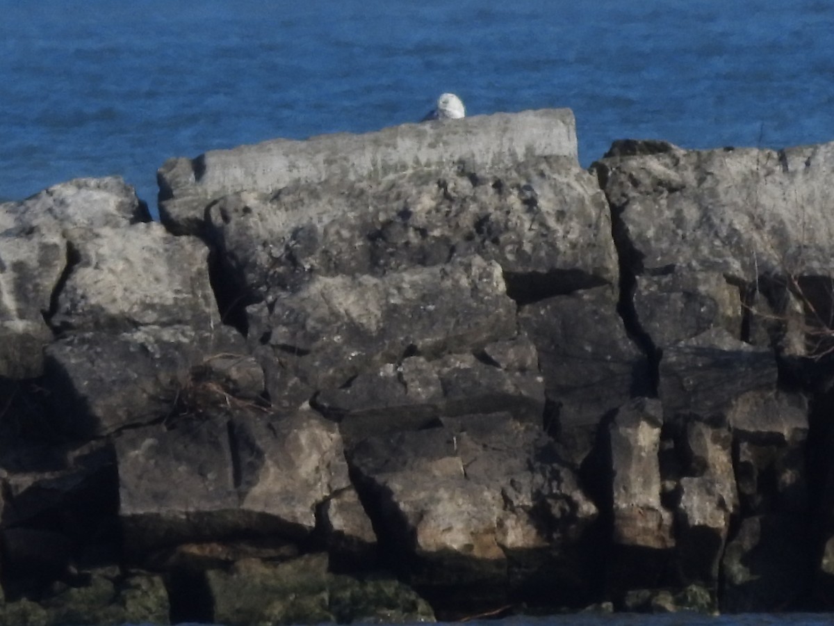 Snowy Owl - ML628060904