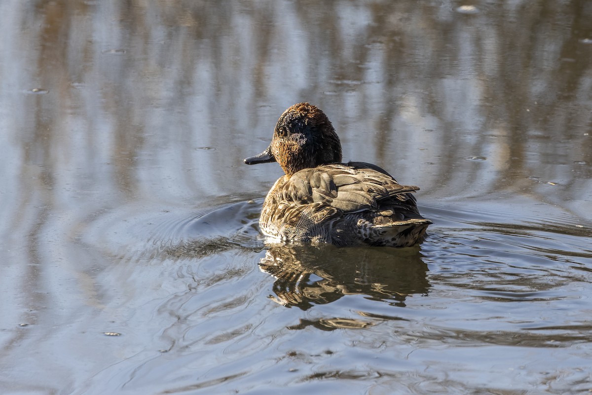 Ногоохон нугас - ML628060907