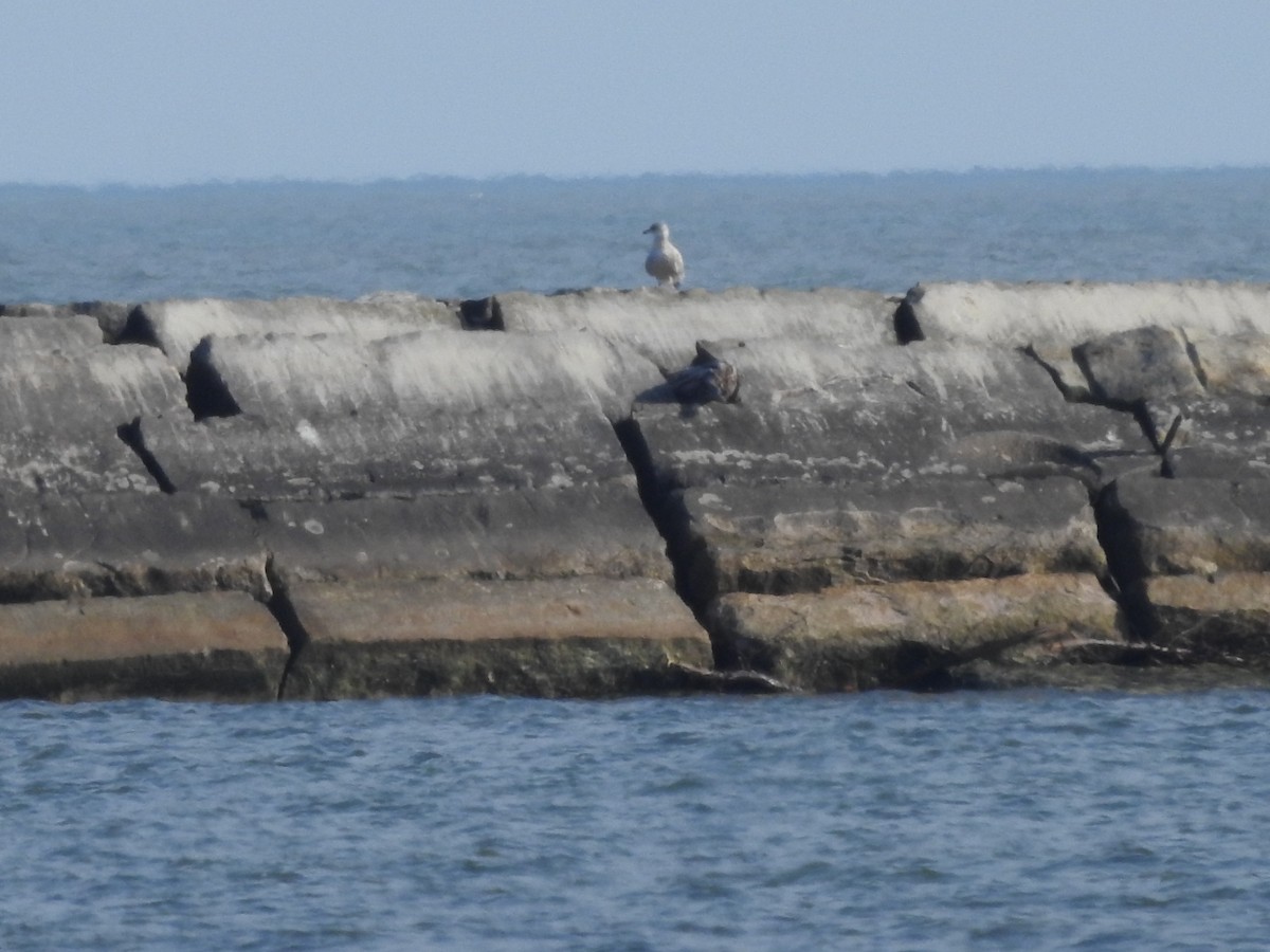 American Herring Gull - ML628060923