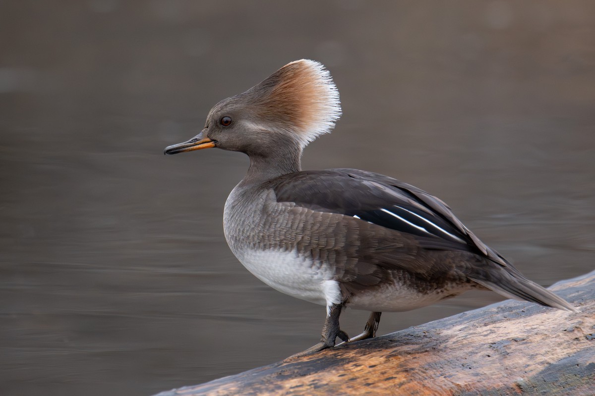 Hooded Merganser - ML628060933