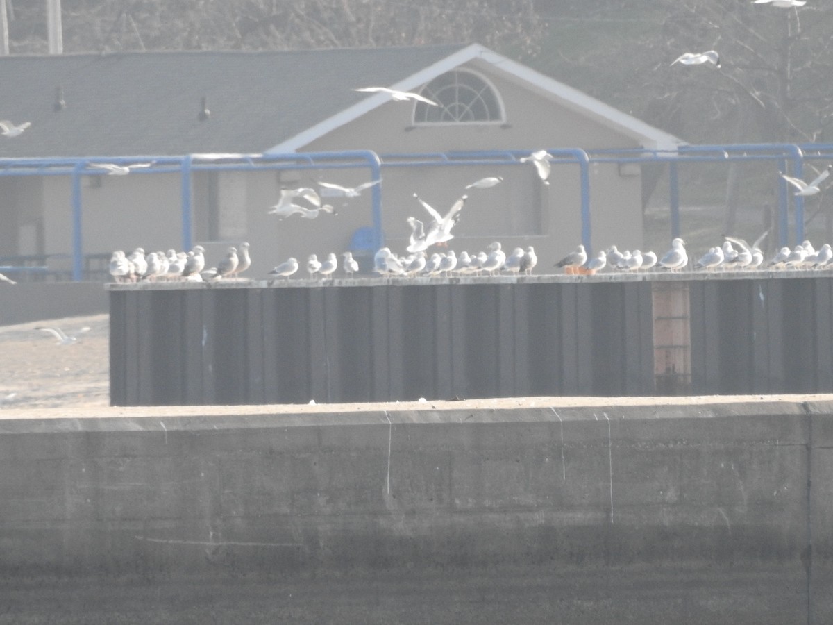 Ring-billed Gull - ML628060954