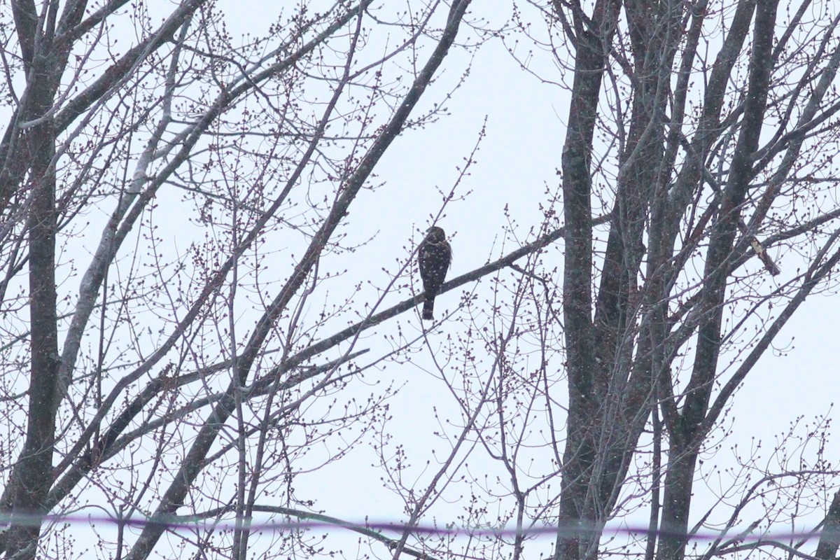 Sharp-shinned Hawk - ML628061021