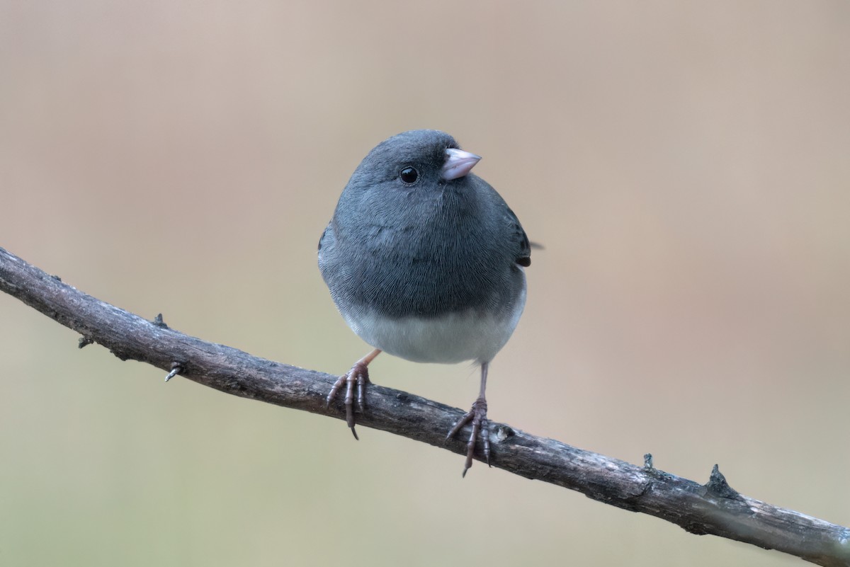 Junco ardoisé - ML628061026