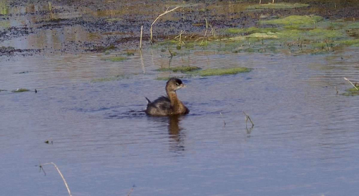 Pied-billed Grebe - ML628061075
