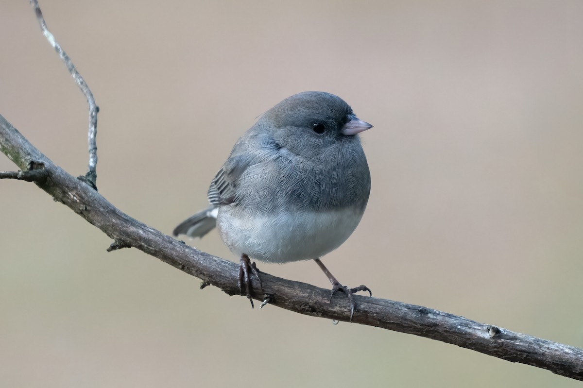 Junco ardoisé - ML628061076