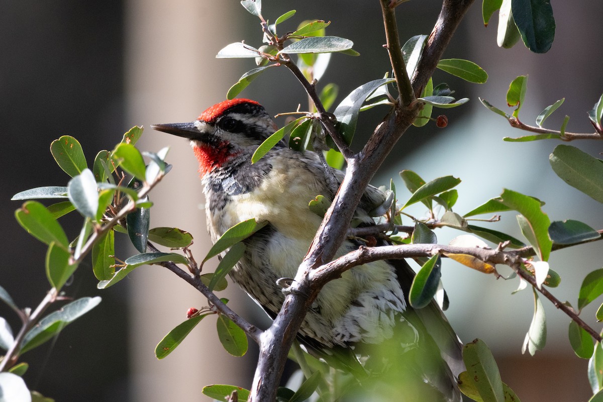 Red-naped Sapsucker - ML628061086