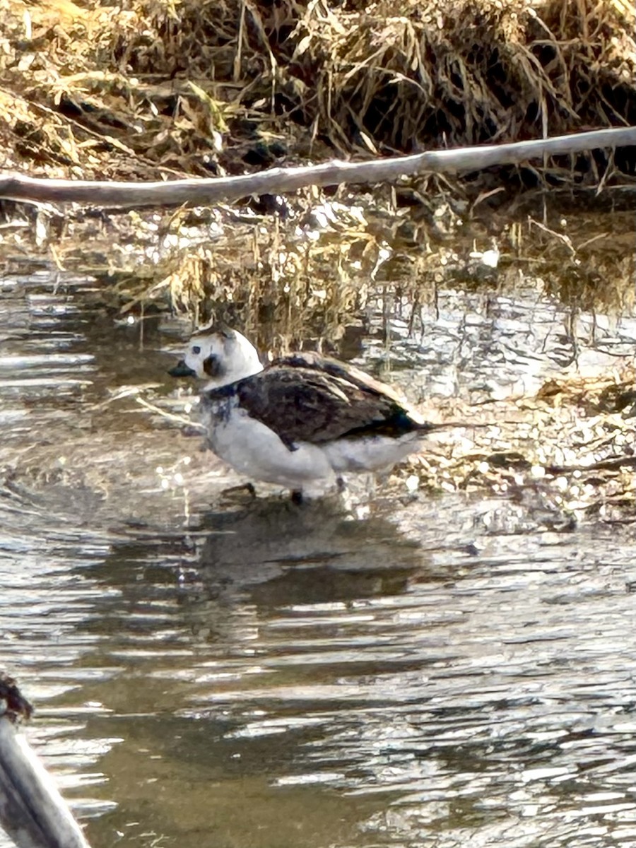 Mallard (Domestic type) - ML628061148