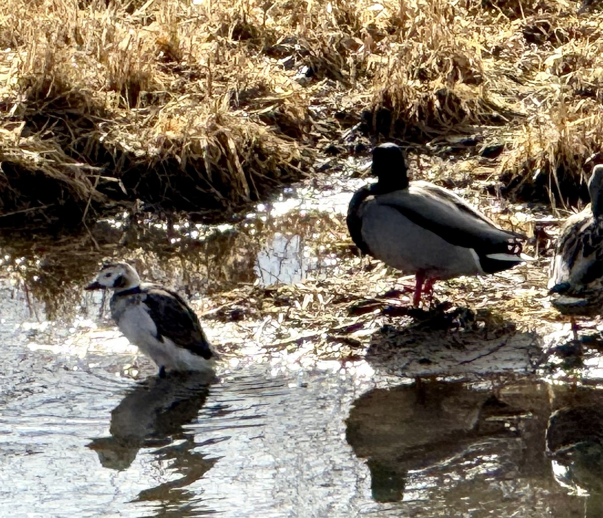 Mallard (Domestic type) - ML628061150