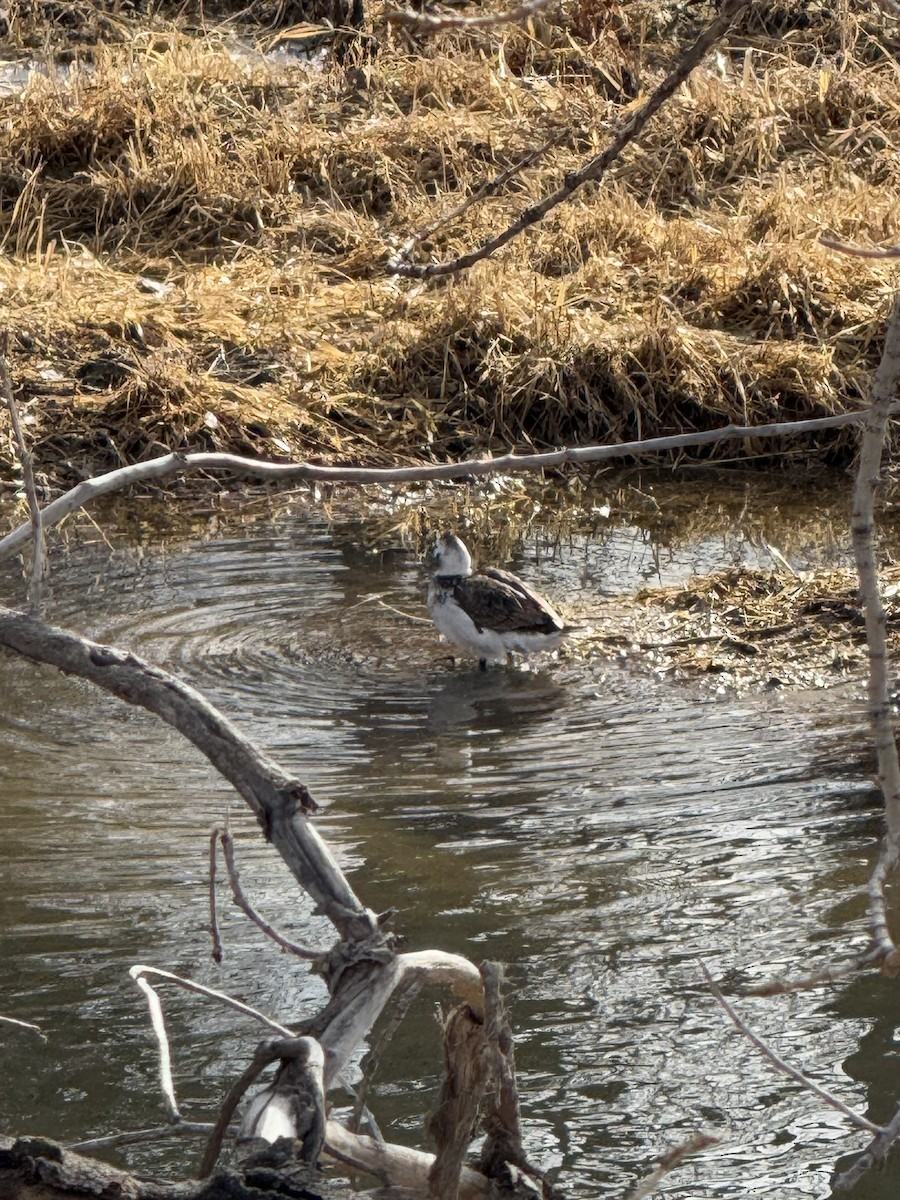 Mallard (Domestic type) - ML628061151