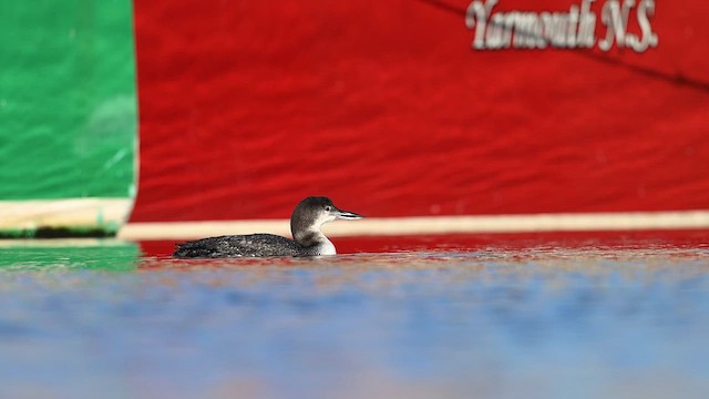 Common Loon - ML628061156
