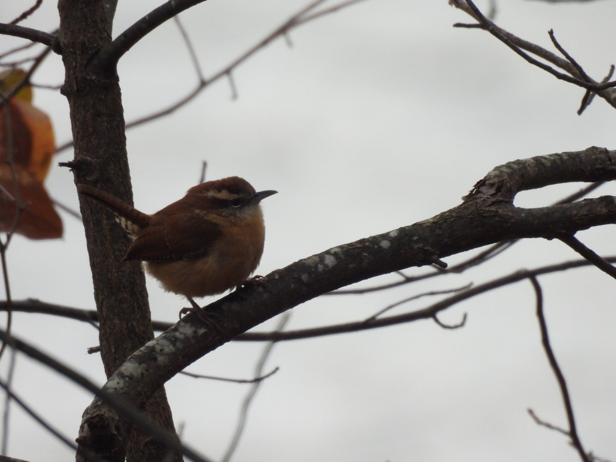 Carolina Wren - ML628061177