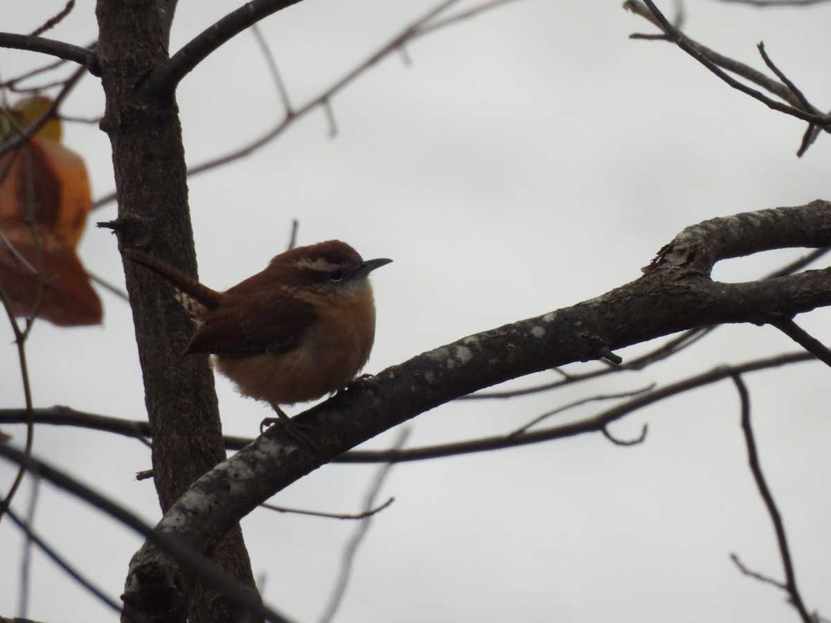 Carolina Wren - ML628061178