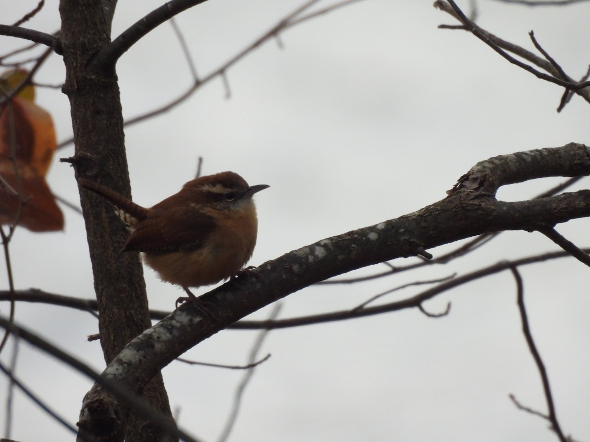 Carolina Wren - ML628061179