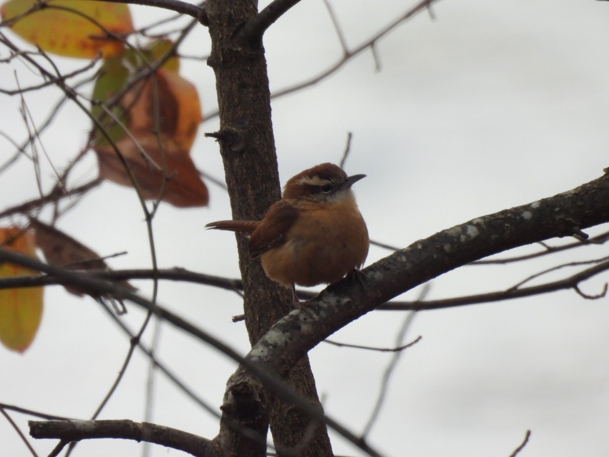 Carolina Wren - ML628061180