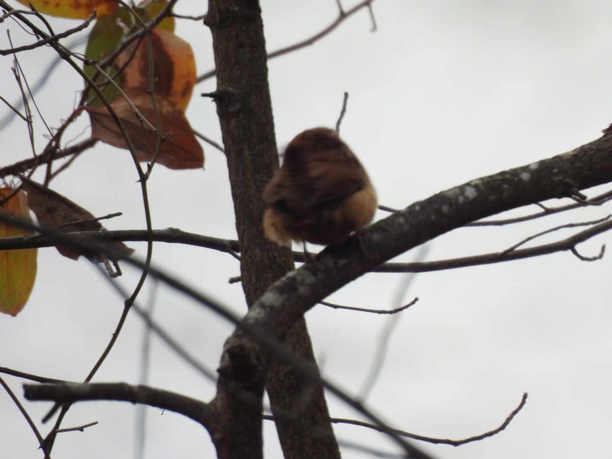 Carolina Wren - ML628061181